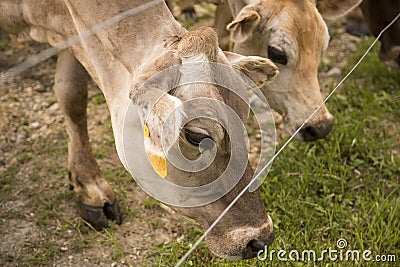 Cows at the Fence