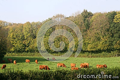 Cows in field