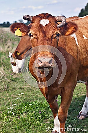 Cows in field