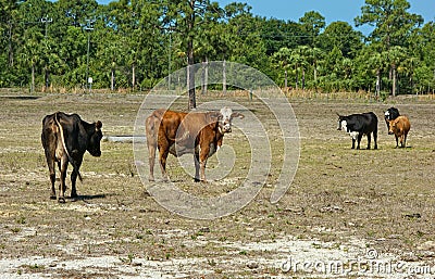 Cows in field