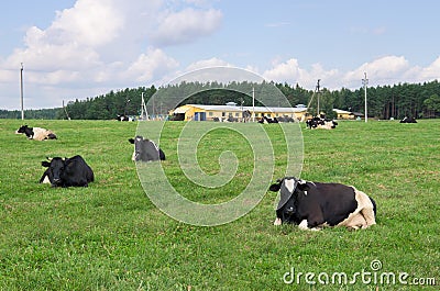 Cows in field