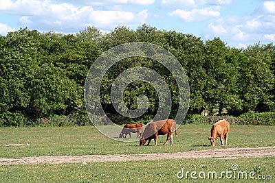 Cows in he field