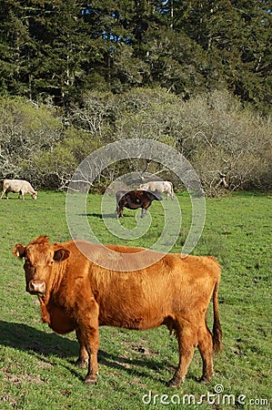 Cows in a field