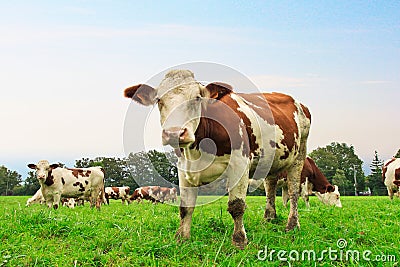 Cows on the field