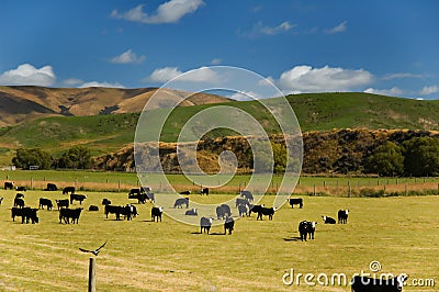 Cows in a field with a bird