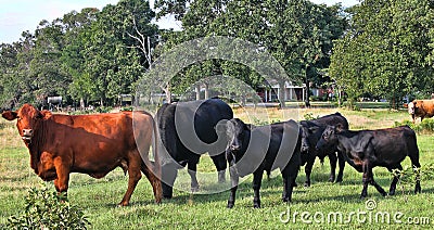 Cows in a Field