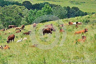 Cows on a Field