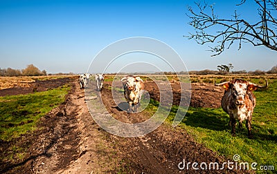 Cows in a field