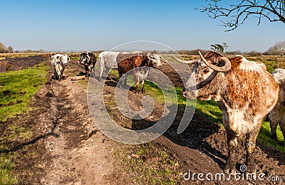 Cows in a field