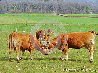 Cows in the field in springtime