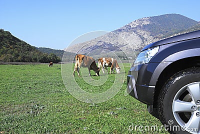 Cows in a field