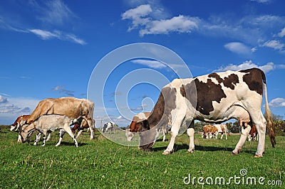 Cows and a goat on a summer pasture.