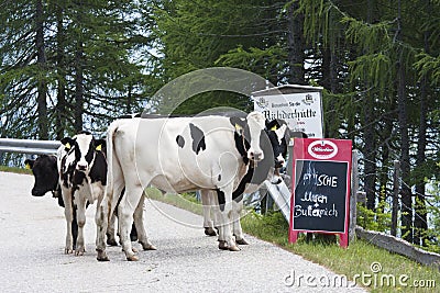 Cows at Goldeck Panorama Road in Austria