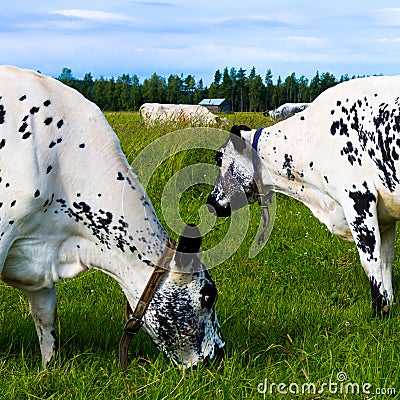 Cows grazing in