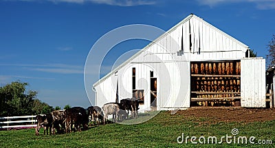 Cows Grazing at Tobacco Leaves Drying Barn on Farm