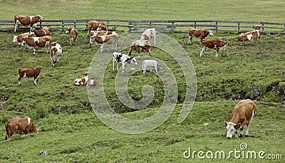 Cows in green pasture