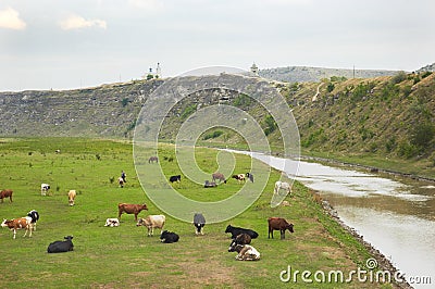 Cows herd