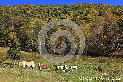 Cows in a Mountain Field