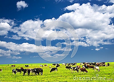 Cows in pasture