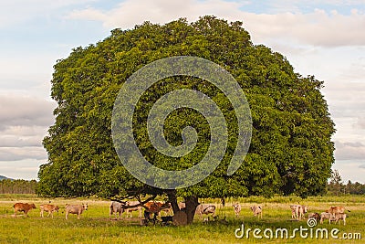 Cows rest beside tree