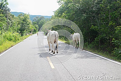 Cows on the road