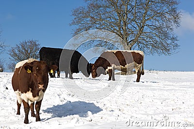 Cows in snowy field