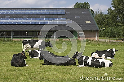 Cows and solar panels on a farm, Netherlands