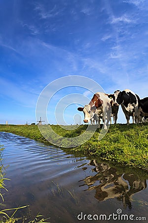 Cows standing at a ditch