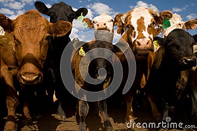 Cows Up Close and Personal