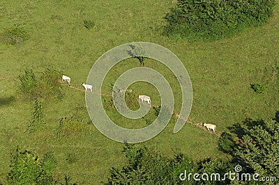 Cows walking on a meadow path