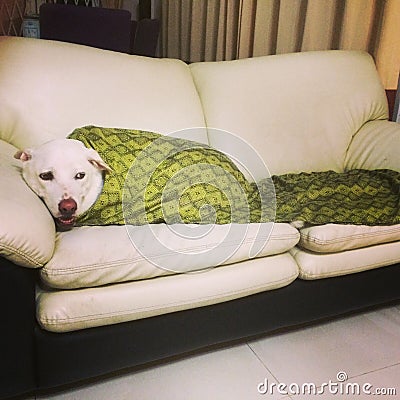 Cozy dog on a sofa