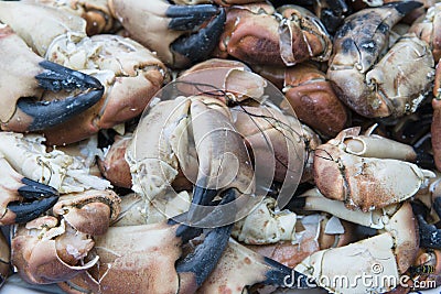 Crab and crab claws as sea food