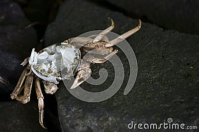 Crab exoskeleton