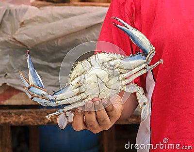 Crab in hand