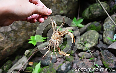 Crab holded by hand