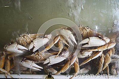 Crabs in a water tank