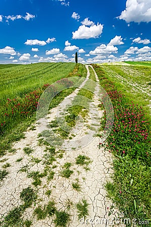 Cracked dirt road between green fields