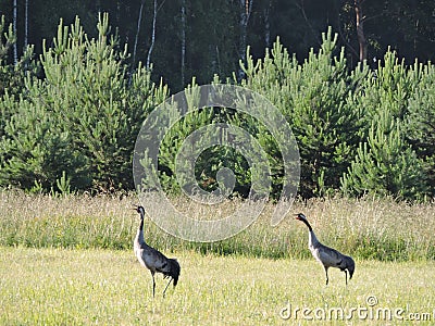 Crane birds
