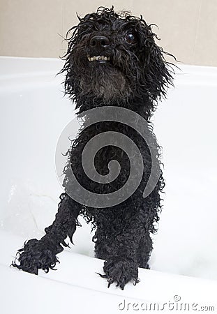 Crazy Dog In Bubble Bath