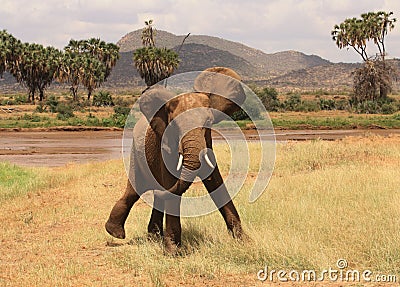 Crazy elephant