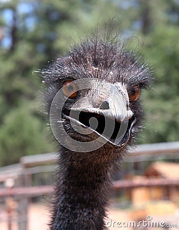Crazy Emu