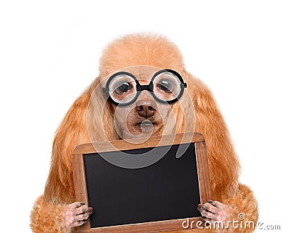Crazy silly dog with funny glasses behind blank placard