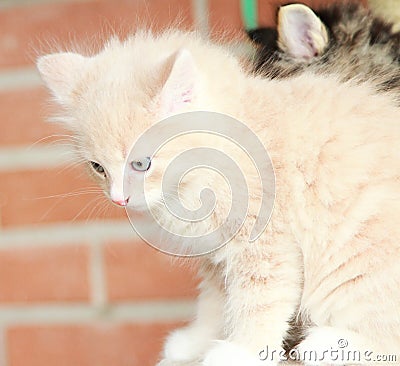 Cream puppy of siberian cat at one month