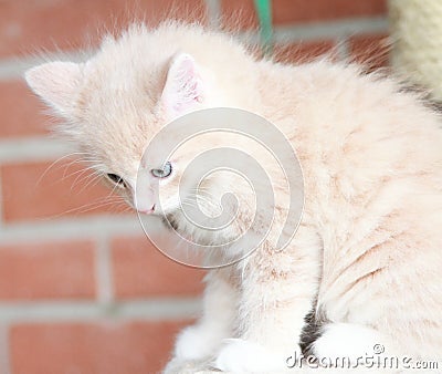 Cream puppy of siberian cat at one month