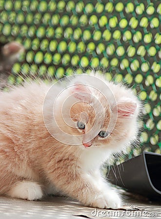 Cream puppy of siberian cat at one month