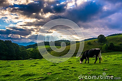 Crepuscular rays over a cow in a field at Moses Cone Park
