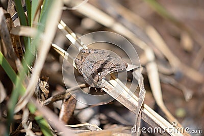 Cricket frog on grass