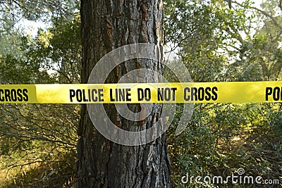 Crime scene in the forest