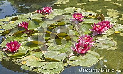 Crimson water lily
