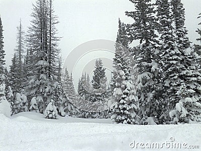 Crisp cold winter day with snow covered trees